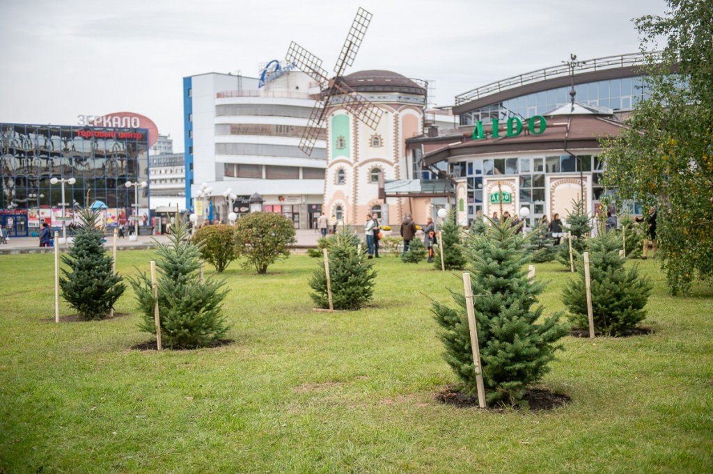 В Минске появился настоящий «хвойный оазис» -  в Комаровском сквере высадили аллею из 25 голубых елей.